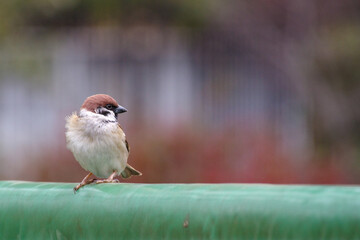 東京赤坂にある東京ミッドタウンのスズメ