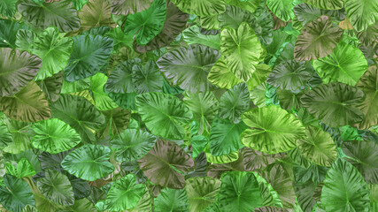 green leaves background