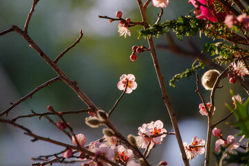 東京赤坂にある氷川神社の梅の花に日が当たる