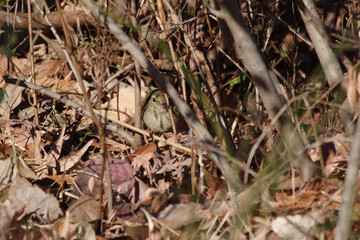 東京赤坂にある東京ミッドタウンでウグイスが顔を出した