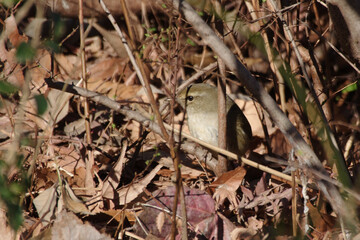 東京赤坂にある東京ミッドタウンでウグイスが顔を出した