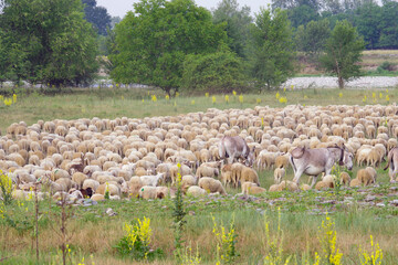 flock of sheep by the river Serio