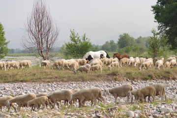 flock of sheep by the river Serio
