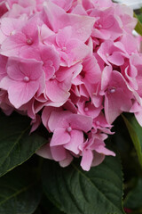 beautiful hydrangea bush in the garden
