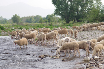 Obraz premium flock of sheep by the river Serio