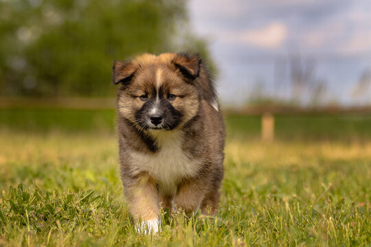 Elo puppy runs across a green meadow.