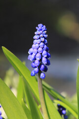 Close-up photo of flower