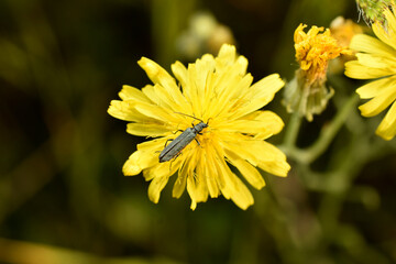 A brown blister beetle sits on a flower.