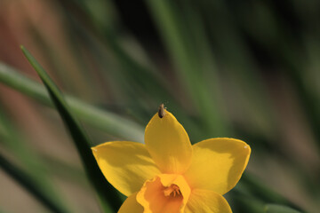 Obraz premium Close-up photo of flower