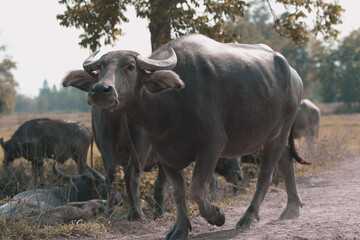 Thai buffalo walking back home