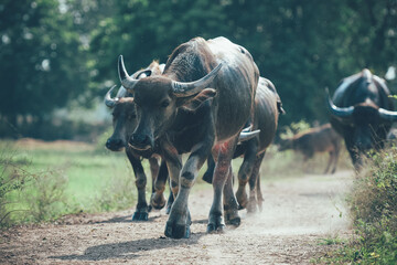 Thai buffalo walking back home