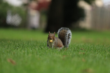 Grey squirrel in the park