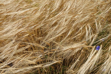 Schöne Landschaft in Donau-Ries