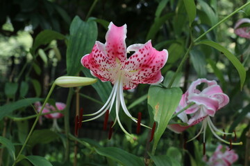 夏の花、カノコユリ