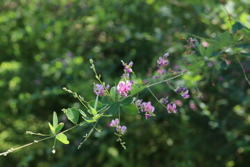 夏に咲く花、萩。
