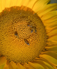 Beautiful sunflowers on the field in the village