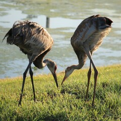 Tender Moment Between Sandhill Crane Parent and Young Juvenile Growing Colt