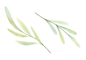 Watercolor olive branch. Greenery illustration isolated on white background for design