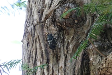 木にとまって鳴くミンミンゼミ。