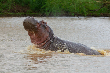 Fototapeta premium A large number of hippos are found in the Sungulwane National park near the city of Durban in South Africa.