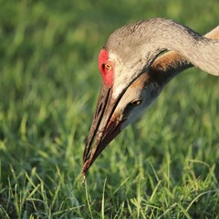 Tender Moment Between Sandhill Crane Parent and Young Juvenile Growing Colt