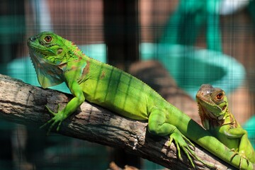 chameleon on a branch