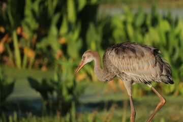 Juvenile Female Sandhill Crane Colt Kissed by the Golden Sun