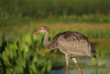 Juvenile Female Sandhill Crane Colt Kissed by the Golden Sun