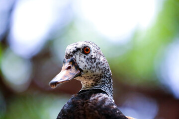 Thai wildlife Duck