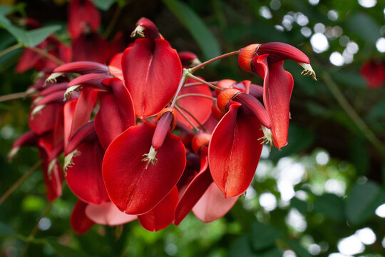 Erythrina crista-galli