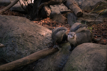 Three Otters sit together on some rocks.
