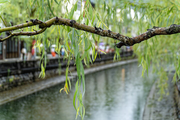 雨の日の柳