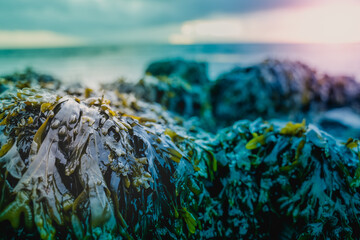 Fresh green seaweed on a stone at the shoreline