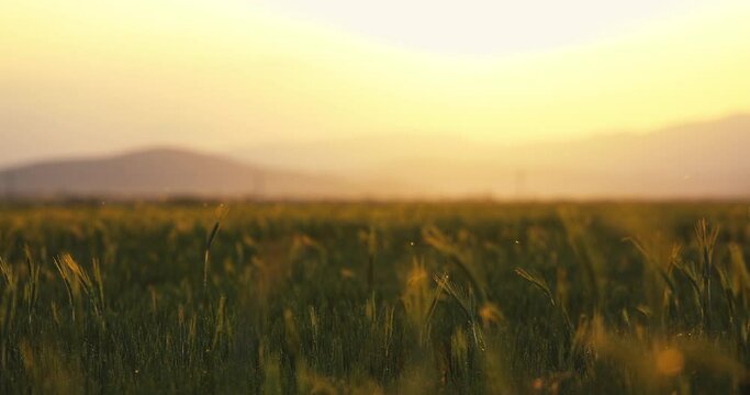 Fresh green wheat field in the countryside and golden sun rays during sunset. Organic farming and grain field. 