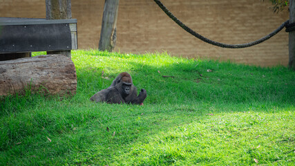 A gorilla sitting alone in the grass