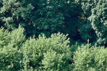 Dense green foliage. Summer texture of green foliage and trees