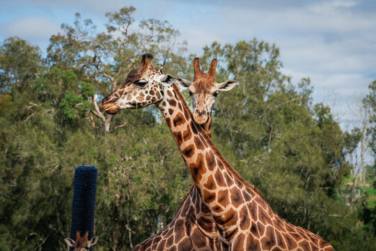 Two Giraffes Cross Their Necks