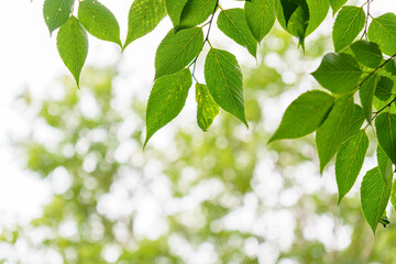 Fototapeta na wymiar 光と新緑の葉