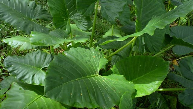 Clump of Elephant ear or Cocoyam plants swaying by the wind under morning sunlight. Green leaves nature background. 