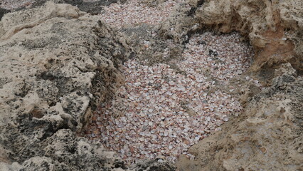 Volcanogenic rock slabs of Tel Dor(Israel)filled with shells of sea snails, famous for azure and crimson colors