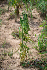 Fusarium wilt disease of cannabis in field caused by fungi and over watering.