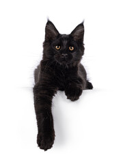 Beautiful solid black Maine Coon cat kitten, laying down facing front with paws hanging relaxed over edge. Looking towards camera with amber eyes. Isolated on a white background.