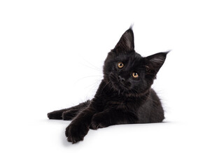 Beautiful solid black Maine Coon cat kitten, laying down side ways with paws hanging relaxed over...