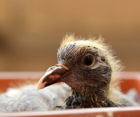 Young pigeon macro