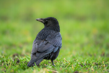 Fototapeta premium a common northern raven is looking for food in a meadow