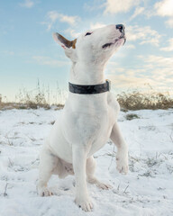 White bull terrier mini on a snow