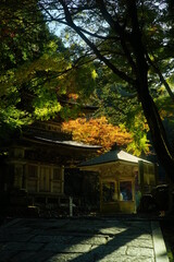 Ryokaizan Yokokuraji temple in autumn leaves season