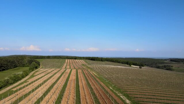 Bourgogne, vignoble de Marey-L&egrave;s-Fussey