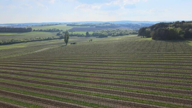Bourgogne, vignoble de Marey-L&egrave;s-Fussey