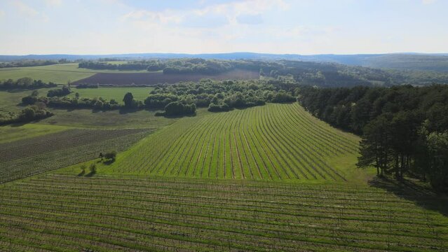 Bourgogne, vignoble de Marey-L&egrave;s-Fussey